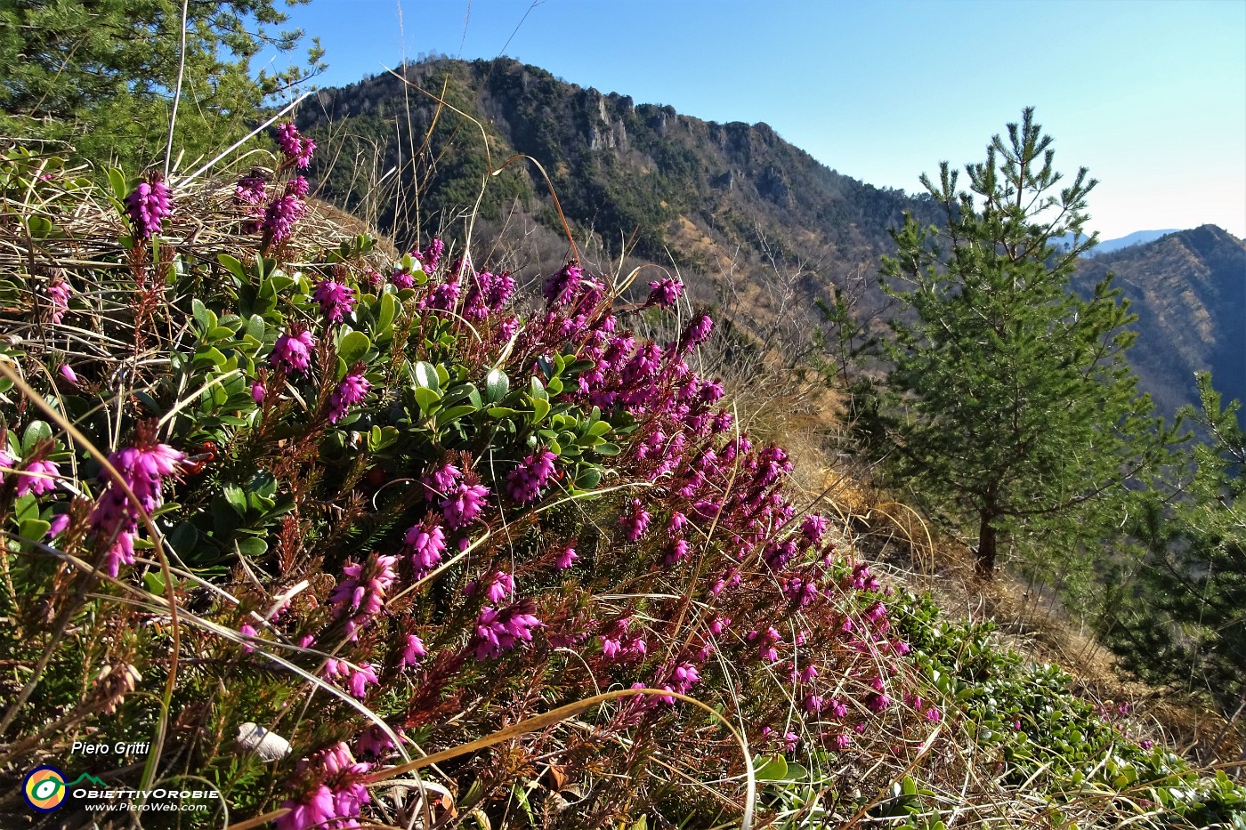 31 Vista in Pizzo Rabbioso con erica in fiore .JPG